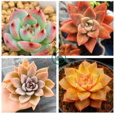Rainbow Succulent Bonsai Seedling Perennial Office Mini Bonsai Plant  200 Seeds