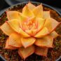 Rainbow Succulent Bonsai Seedling Perennial Office Mini Bonsai Plant  200 Seeds