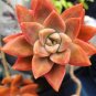 Rainbow Succulent Bonsai Seedling Perennial Office Mini Bonsai Plant  200 Seeds