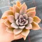 Rainbow Succulent Bonsai Seedling Perennial Office Mini Bonsai Plant  200 Seeds