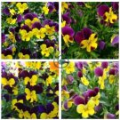 Mexican pansy 200 Seeds