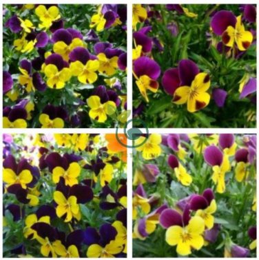 Mexican pansy 200 Seeds