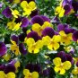 Mexican pansy 200 Seeds