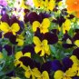 Mexican pansy 200 Seeds