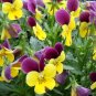 Mexican pansy 200 Seeds