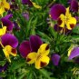 Mexican pansy 200 Seeds