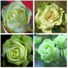 China Rare Dancing Queen Rose 400 Seeds