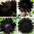 Heirloom Black Univalve Sunflower 600 Seeds