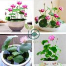 Bonsai Double Red Lotus 10 Seeds