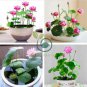 Bonsai Double Red Lotus 10 Seeds