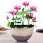Bonsai Double Red Lotus 10 Seeds