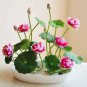 Bonsai Double Red Lotus 10 Seeds