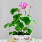 Bonsai Double Red Lotus 10 Seeds