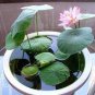 Bonsai Double Red Lotus 10 Seeds