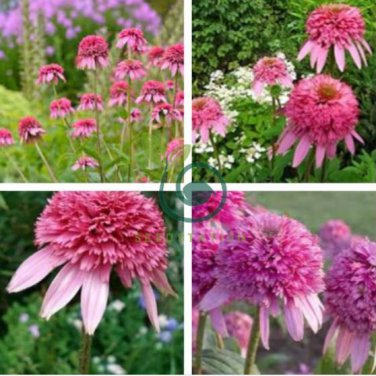 Heirloom 'Razzmatazz' Echinacea 200 Seeds