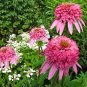 Heirloom 'Razzmatazz' Echinacea 200 Seeds