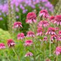 Heirloom 'Razzmatazz' Echinacea 200 Seeds