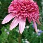 Heirloom 'Razzmatazz' Echinacea 200 Seeds