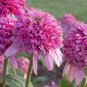 Heirloom 'Razzmatazz' Echinacea 200 Seeds