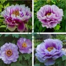 Pivoine Japanese Peony Flower 10 Seeds