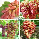 Manicure Finger Grape 200 Seeds