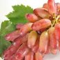 Manicure Finger Grape 200 Seeds
