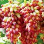Manicure Finger Grape 200 Seeds