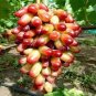 Manicure Finger Grape 200 Seeds