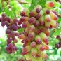 Manicure Finger Grape 200 Seeds