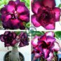 Spiral Bright Rose Pink Adenium Desert Rose with Purple Edge Flower 4 Seeds