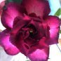 Spiral Bright Rose Pink Adenium Desert Rose with Purple Edge Flower 4 Seeds