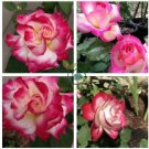 New Fire and Ice Rose 200 Seeds
