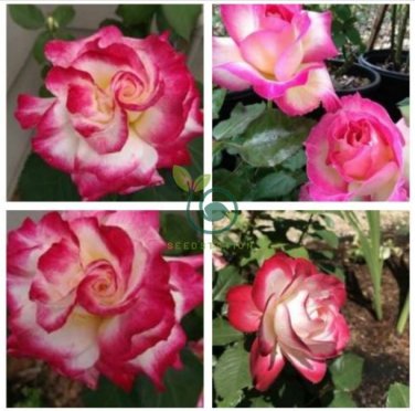 New Fire and Ice Rose 200 Seeds