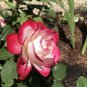 New Fire and Ice Rose 200 Seeds