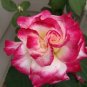 New Fire and Ice Rose 200 Seeds