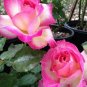 New Fire and Ice Rose 200 Seeds