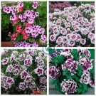 Geranium Mixed White Red Spot Double Petals Purple Black Stripes Flowers 20 Seeds