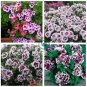 Geranium Mixed White Red Spot Double Petals Purple Black Stripes Flowers 20 Seeds