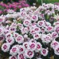 Geranium Mixed White Red Spot Double Petals Purple Black Stripes Flowers 20 Seeds