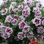 Geranium Mixed White Red Spot Double Petals Purple Black Stripes Flowers 20 Seeds