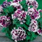 Geranium Mixed White Red Spot Double Petals Purple Black Stripes Flowers 20 Seeds
