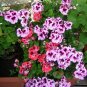 Geranium Mixed White Red Spot Double Petals Purple Black Stripes Flowers 20 Seeds