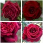 Large Dark Red F1 Rose Flower 100 Seeds