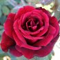 Large Dark Red F1 Rose Flower 100 Seeds