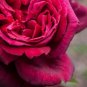 Large Dark Red F1 Rose Flower 100 Seeds