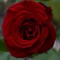 Large Dark Red F1 Rose Flower 100 Seeds