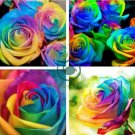 Rarest Bright Rainbow Rose Flower 100 Seeds