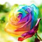 Rarest Bright Rainbow Rose Flower 100 Seeds