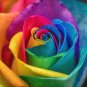 Rarest Bright Rainbow Rose Flower 100 Seeds