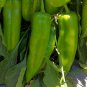 Anhui Green Long Sweet Cow-horn Pepper F1 70 Seeds